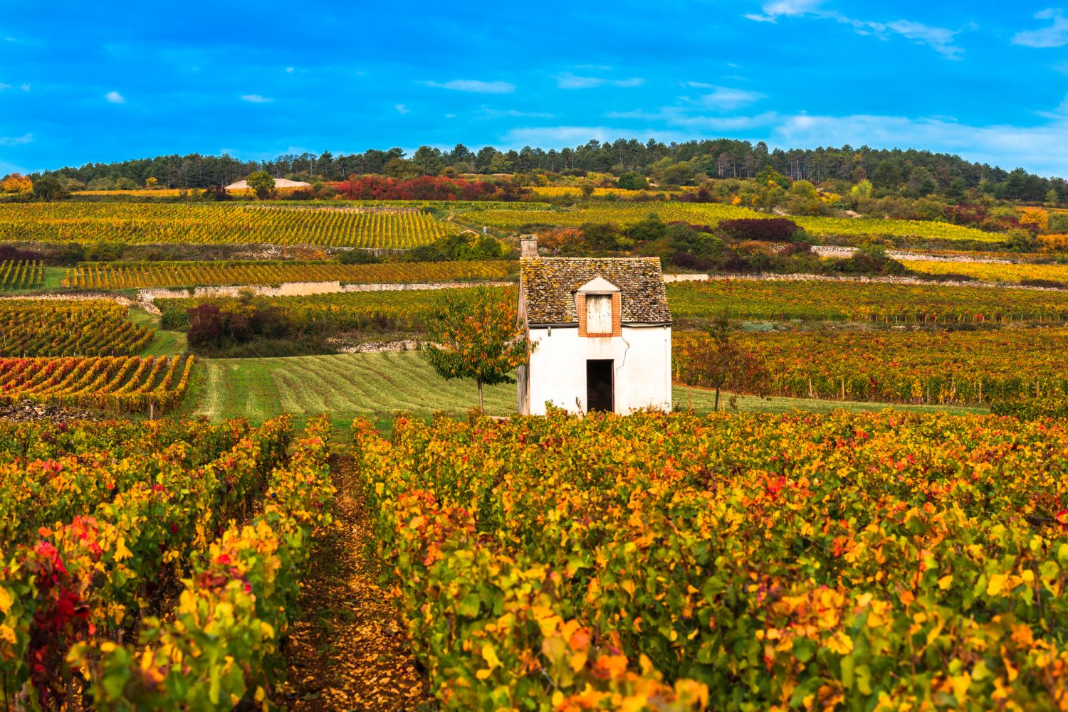ブルゴーニュのワイン畑、秋